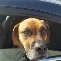 Atchison Animal Clinic ico