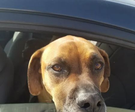 Atchison Animal Clinic