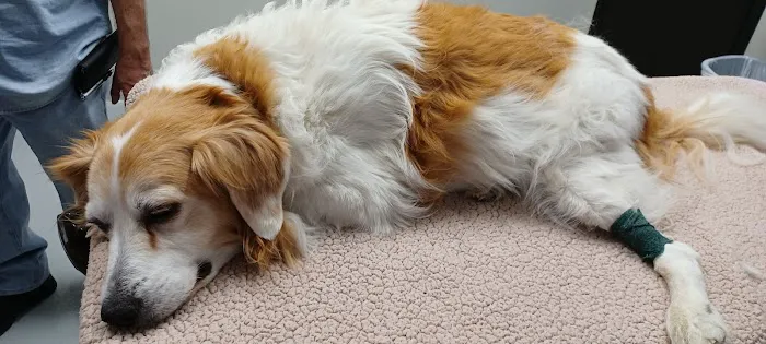 Atchison Animal Clinic Picture 4