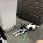 Cedar Ridge Veterinary Clinic