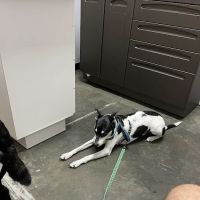 Cedar Ridge Veterinary Clinic ico