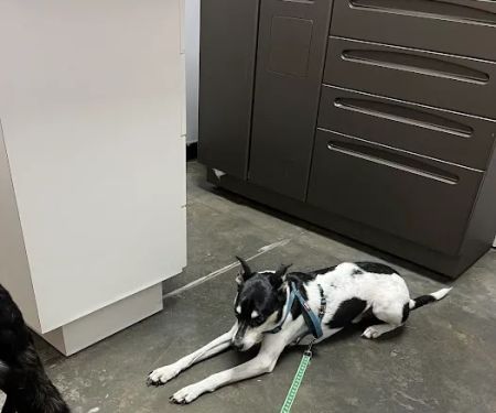 Cedar Ridge Veterinary Clinic