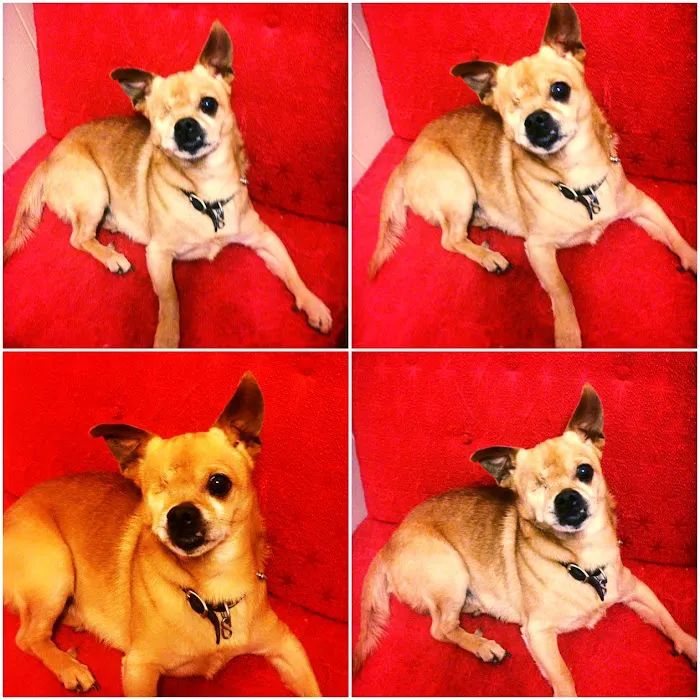 Cedar Ridge Veterinary Clinic Picture 6