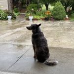 Westside Veterinary Hospital