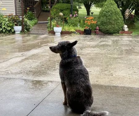 Westside Veterinary Hospital