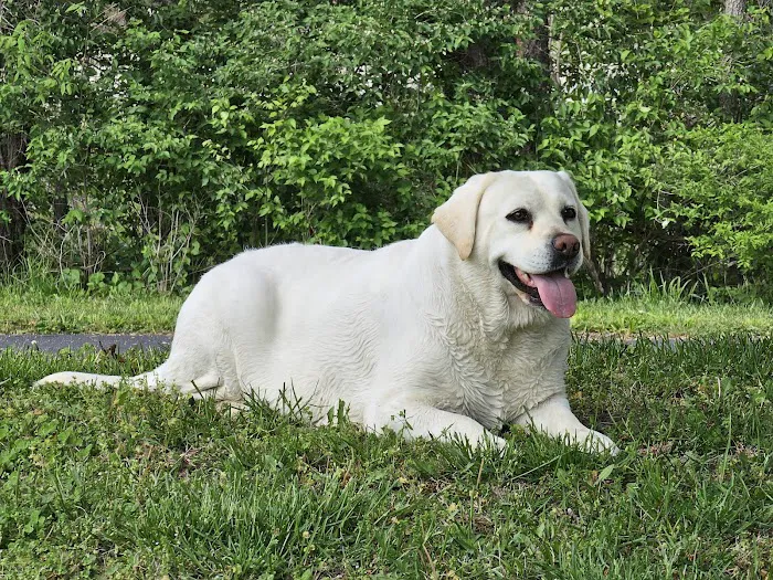 Westside Veterinary Hospital Picture 2