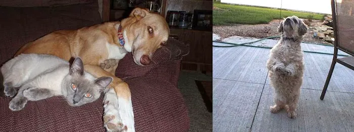 Westside Veterinary Hospital Picture 4