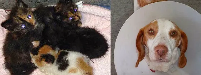 Westside Veterinary Hospital Picture 5