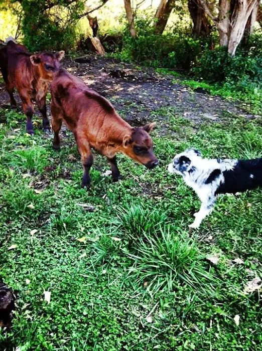 Westside Veterinary Hospital Picture 6