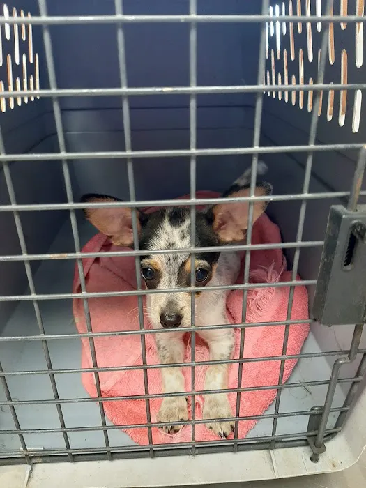 Oskaloosa Animal Clinic Picture 5