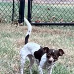 Smith Veterinary Clinic