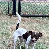 Smith Veterinary Clinic ico