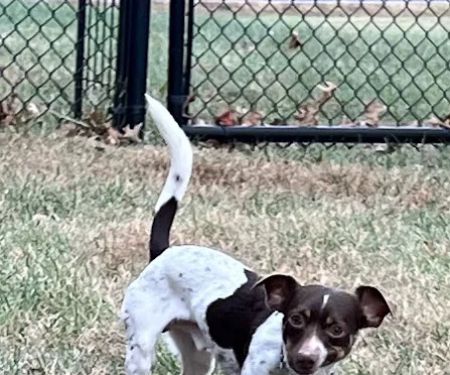 Smith Veterinary Clinic