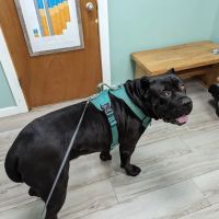 Pleasant Valley Veterinary Clinic ico