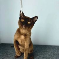 Bonner Springs Animal Care Center ico