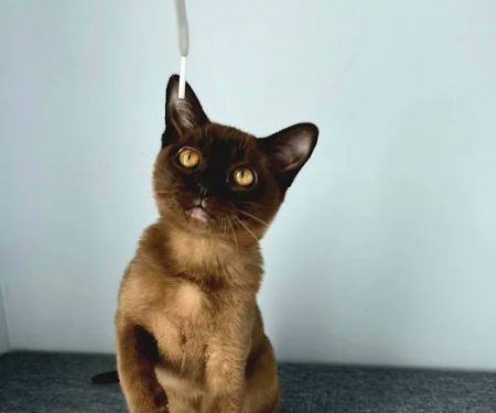 Bonner Springs Animal Care Center