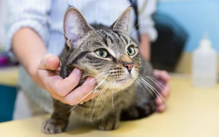 Bonner Springs Animal Care Center Picture 9