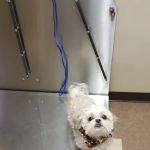 Animal Care Clinic