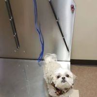 Animal Care Clinic ico