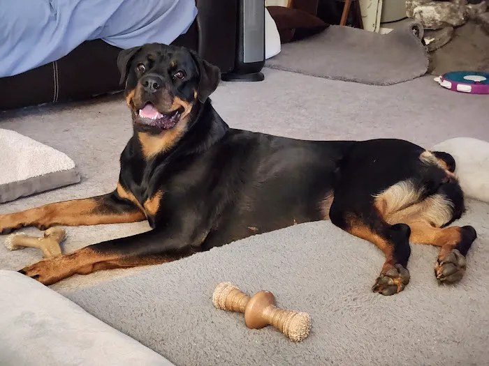 Kansas City Canine Orthopedics Picture 1