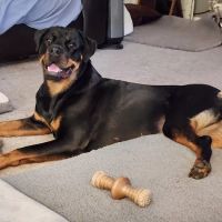 Kansas City Canine Orthopedics ico