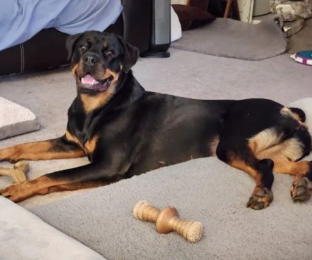 Kansas City Canine Orthopedics