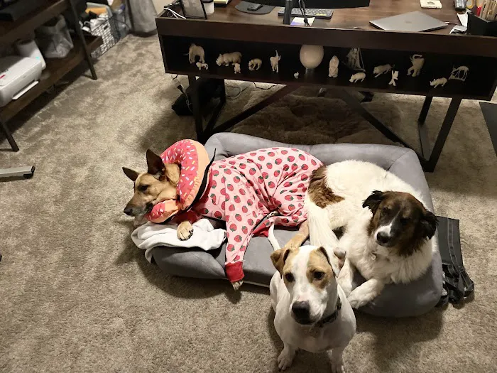 Kansas City Canine Orthopedics Picture 2