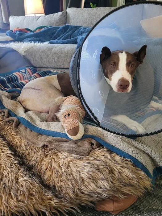 Kansas City Canine Orthopedics Picture 3