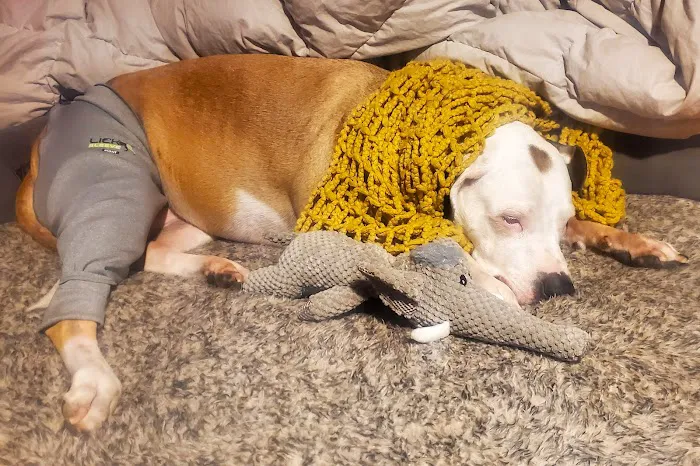 Kansas City Canine Orthopedics Picture 4