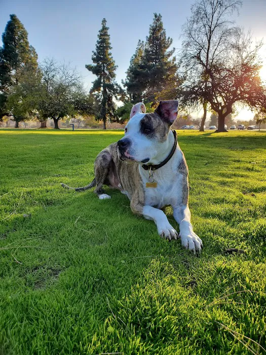 Kansas City Canine Orthopedics Picture 6