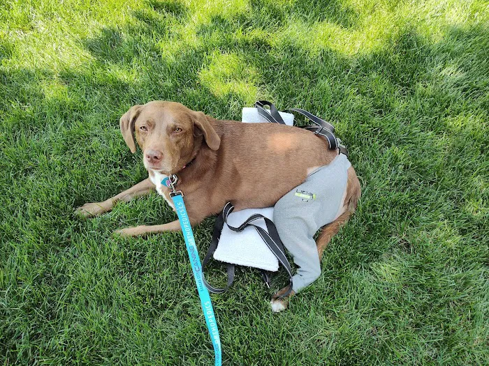 Kansas City Canine Orthopedics Picture 7