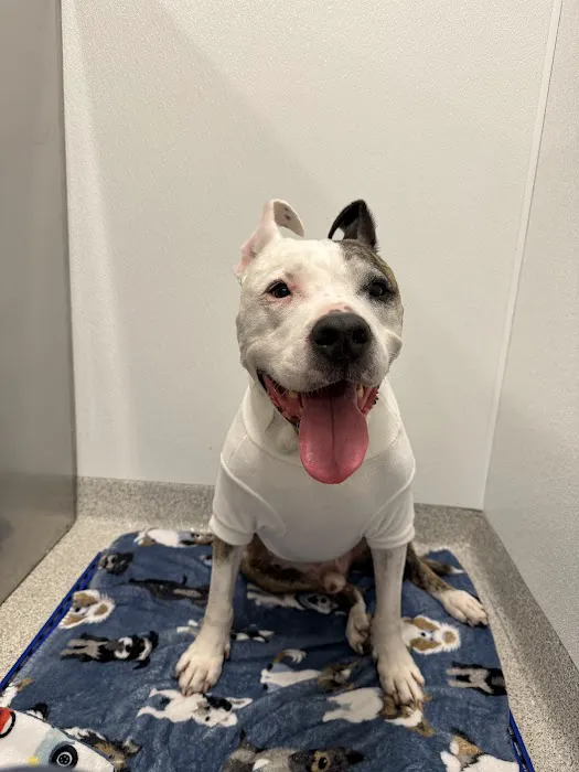 Kansas City Canine Orthopedics Picture 8