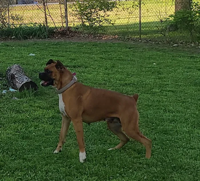 Coronado Animal Hospital Picture 3