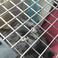 Coronado Animal Hospital ico