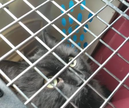 Coronado Animal Hospital