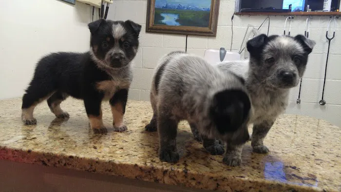 Coronado Animal Hospital Picture 2