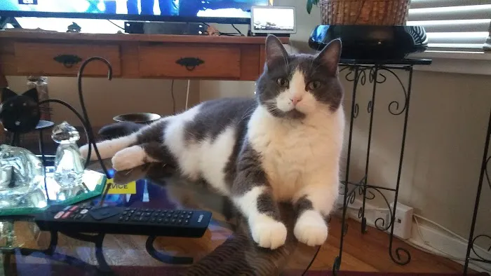 Coronado Animal Hospital Picture 6