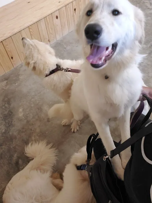 Coronado Animal Hospital Picture 8