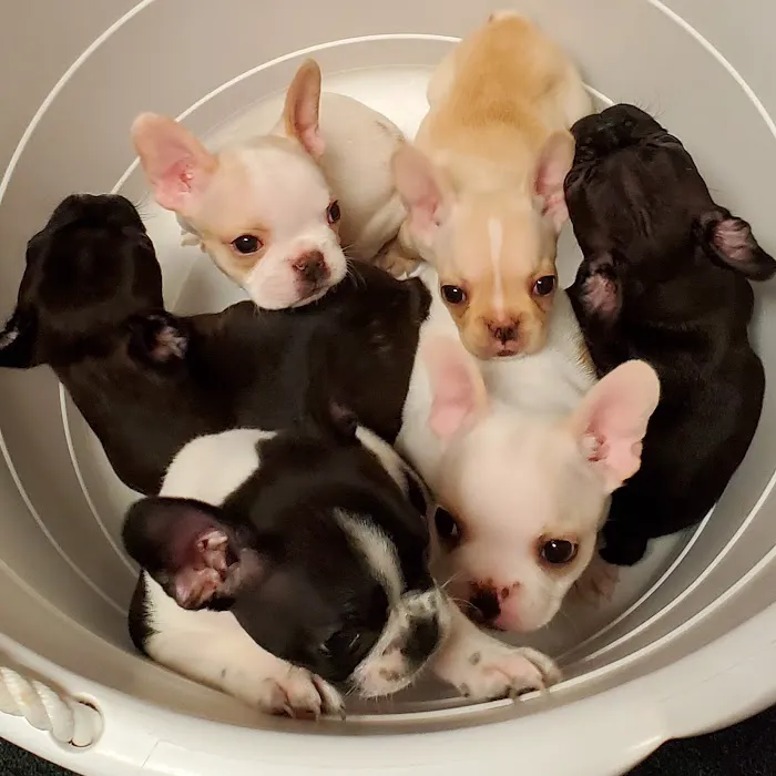 De Soto Veterinary Clinic Picture 2