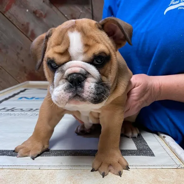 De Soto Veterinary Clinic Picture 5