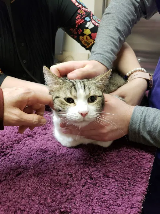 Perimeter Veterinary Center Picture 2