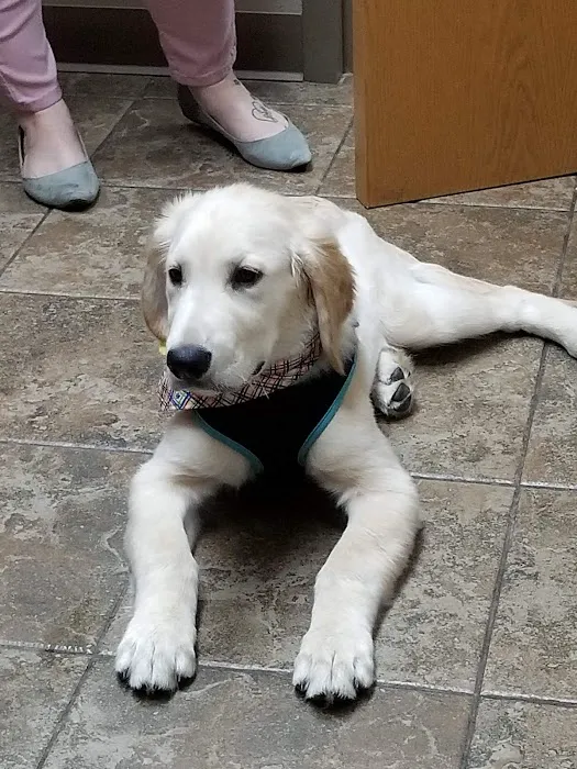 Perimeter Veterinary Center Picture 4