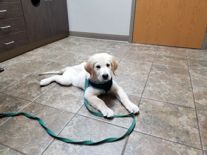 Perimeter Veterinary Center Picture 5