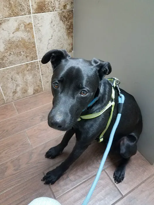 Cedar Ridge Animal Hospital Picture 1