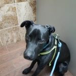 Cedar Ridge Animal Hospital