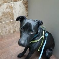 Cedar Ridge Animal Hospital ico