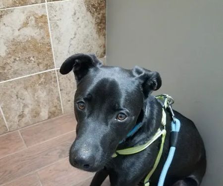 Cedar Ridge Animal Hospital