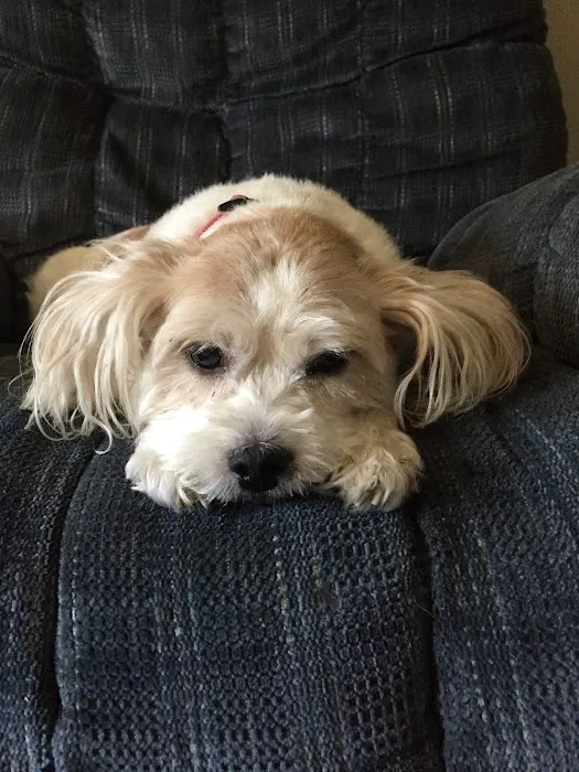 Cedar Ridge Animal Hospital Picture 7