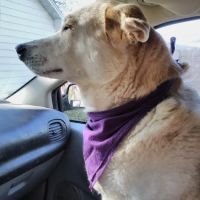 Jackson County Animal Hospital ico