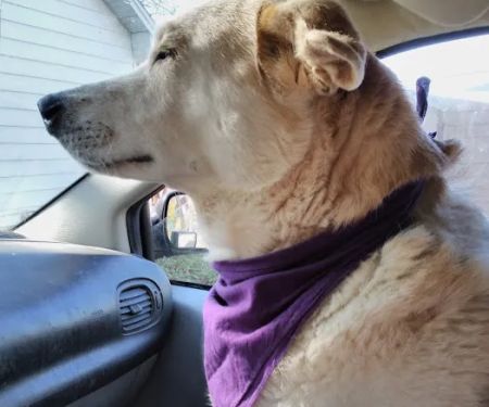 Jackson County Animal Hospital